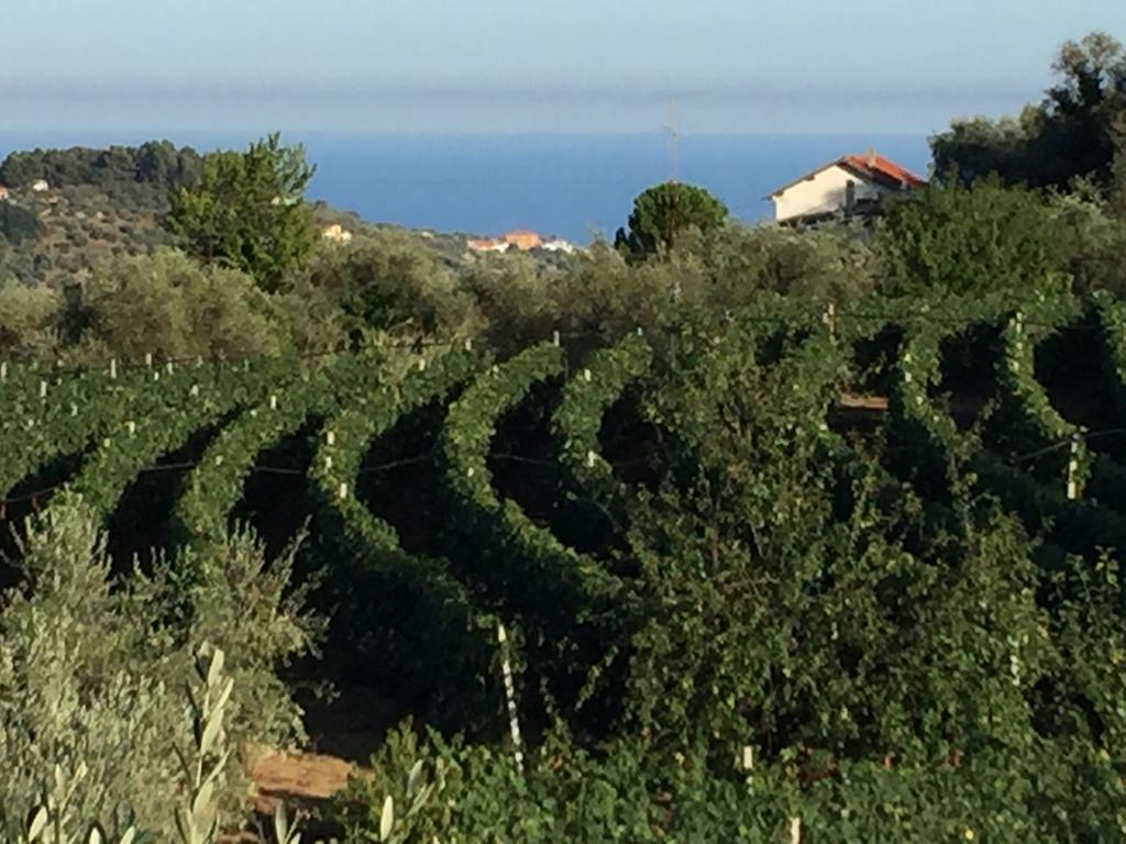 Agriturismo Ada Musso Ss Diano Borello Экстерьер фото